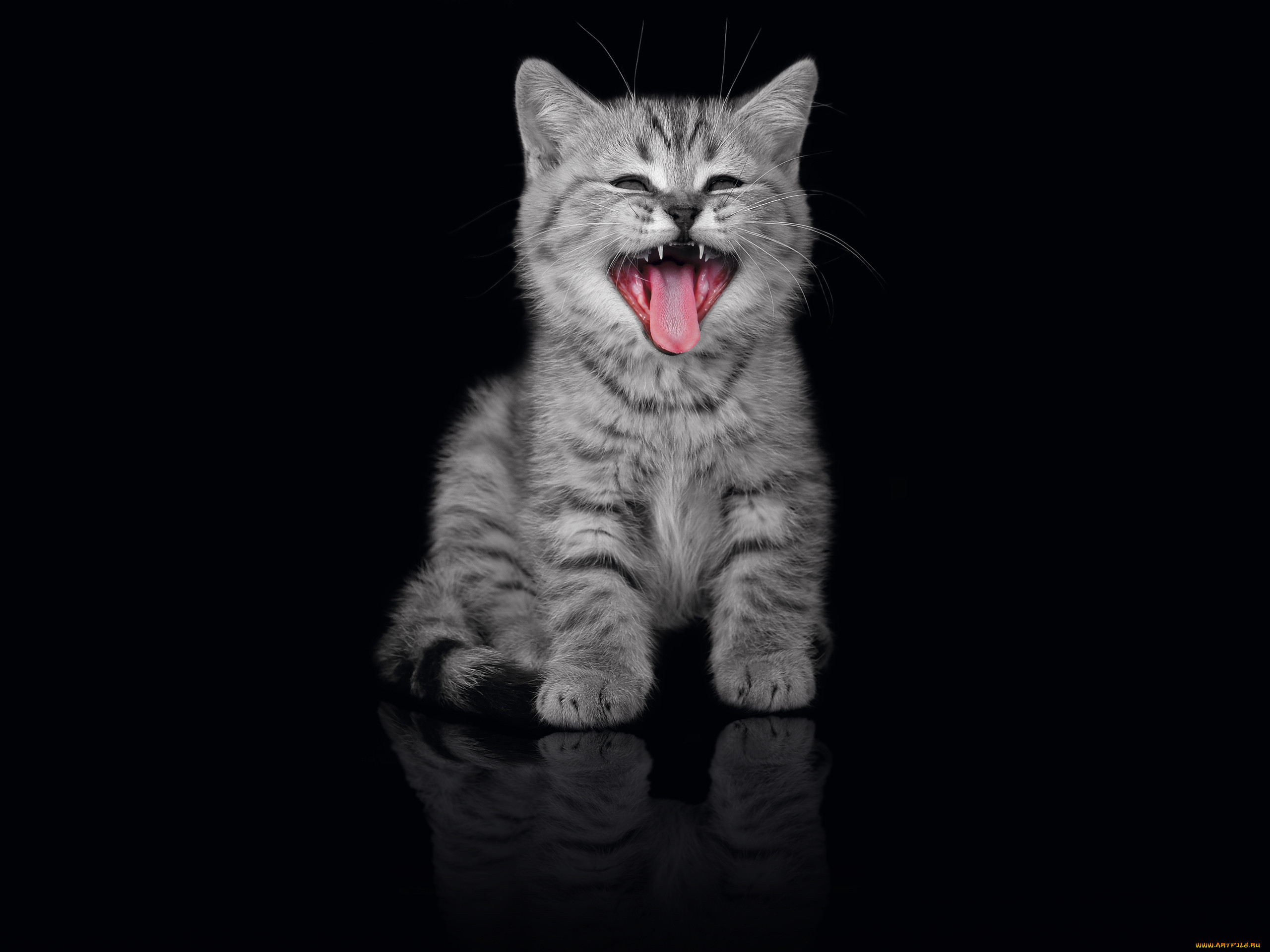 , , 